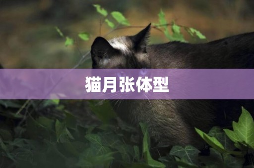 猫月张体型